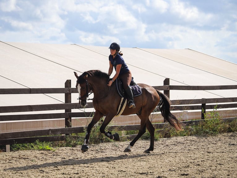 Spaans sportpaard Ruin 8 Jaar 165 cm Bruin in Valencia