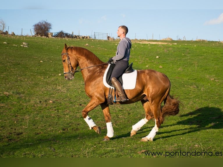 Spaans sportpaard Ruin 8 Jaar 168 cm Vos in EspirdoTizneros