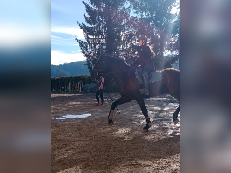 Spaans sportpaard Ruin 8 Jaar 170 cm Donkerbruin in Kollegg