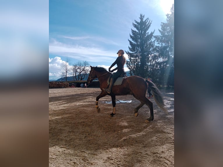 Spaans sportpaard Ruin 8 Jaar 170 cm Donkerbruin in Kollegg