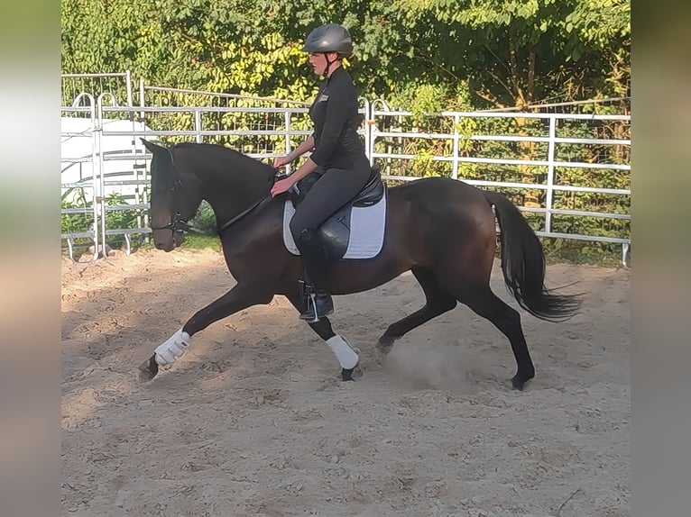 Spaans sportpaard Ruin 9 Jaar 158 cm Zwart in Lage