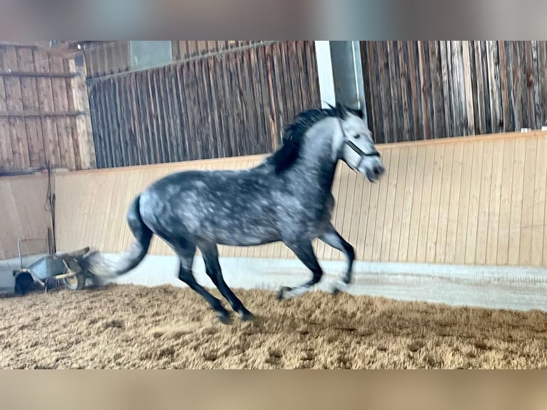 Spaans sportpaard Ruin 9 Jaar 160 cm Schimmel in TutzingTutzing