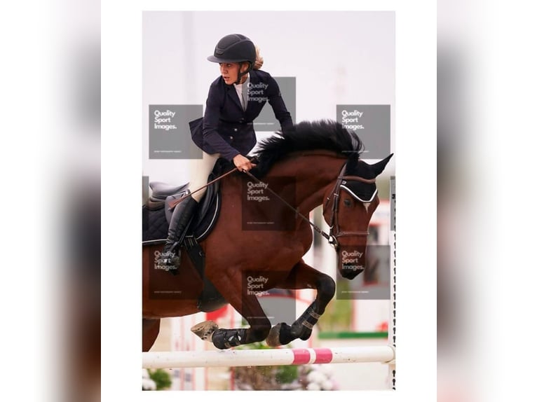 Spaans sportpaard Ruin 9 Jaar 163 cm Bruin in Los Barrios