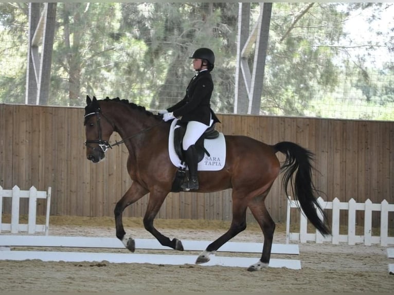 Spaans sportpaard Ruin 9 Jaar 163 cm Bruin in Los Barrios