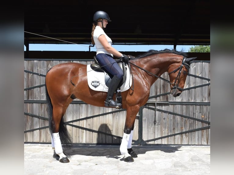 Spaans sportpaard Ruin 9 Jaar 163 cm Bruin in Los Barrios