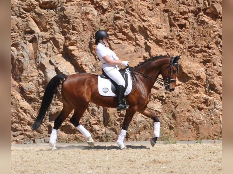 Spaans sportpaard Ruin 9 Jaar 163 cm Bruin in Los Barrios