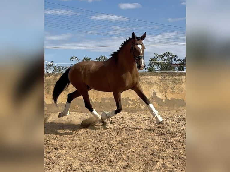 Spaans sportpaard Mix Ruin 9 Jaar 163 cm Lichtbruin in Els Poblets