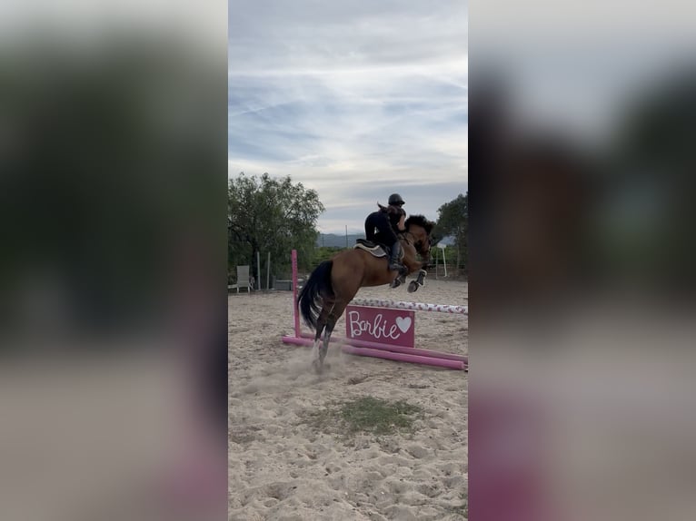Spaans sportpaard Mix Ruin 9 Jaar 163 cm Lichtbruin in Els Poblets