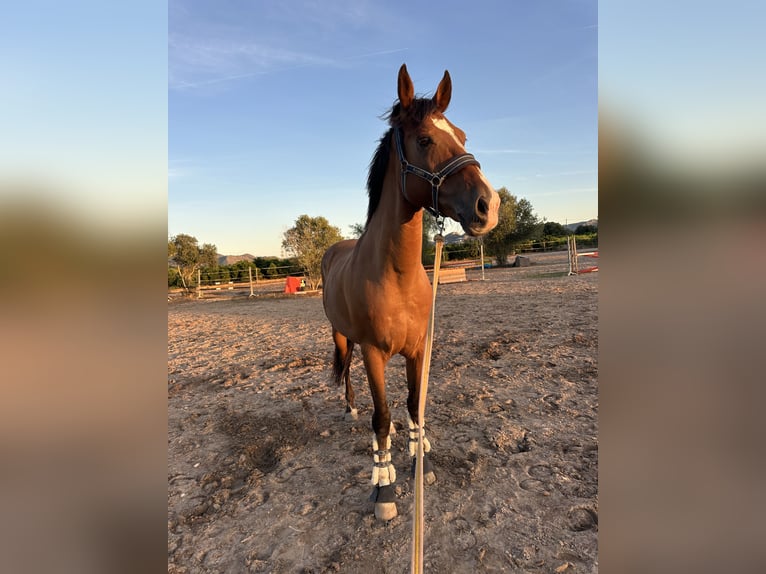 Spaans sportpaard Mix Ruin 9 Jaar 163 cm Lichtbruin in Els Poblets