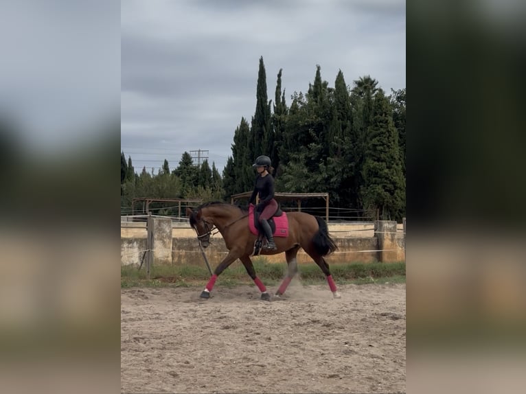 Spaans sportpaard Mix Ruin 9 Jaar 163 cm Lichtbruin in Els Poblets