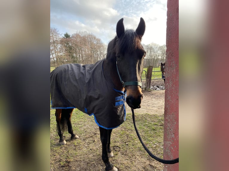 Spaans sportpaard Ruin 9 Jaar 165 cm Donkerbruin in KönigsmoorKakenstorf