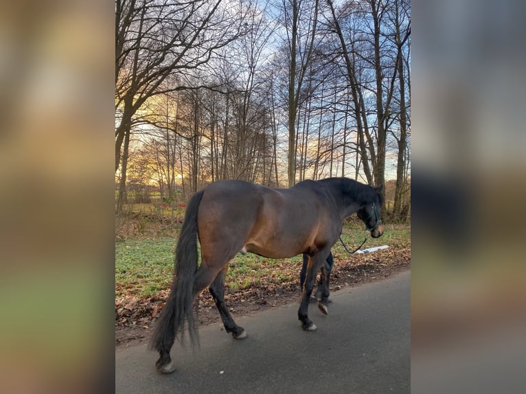 Spaans sportpaard Ruin 9 Jaar 165 cm Donkerbruin in KönigsmoorKakenstorf