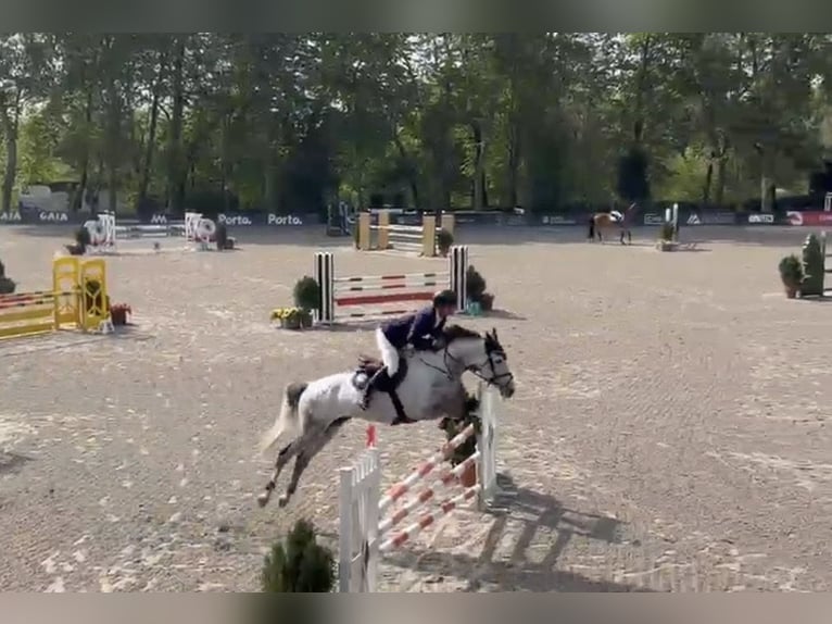 Spaans sportpaard Ruin 9 Jaar 165 cm Schimmel in Matosinhos
