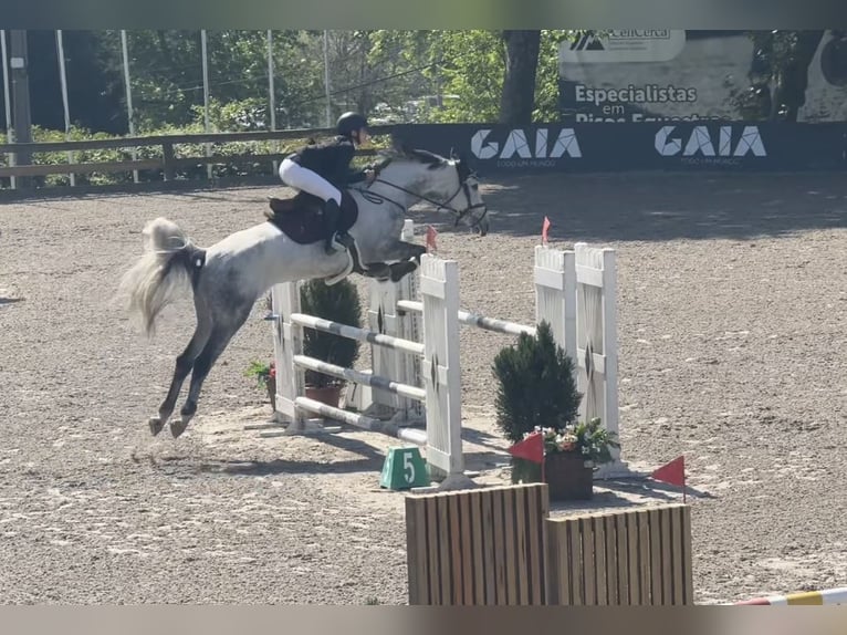 Spaans sportpaard Ruin 9 Jaar 165 cm Schimmel in Matosinhos