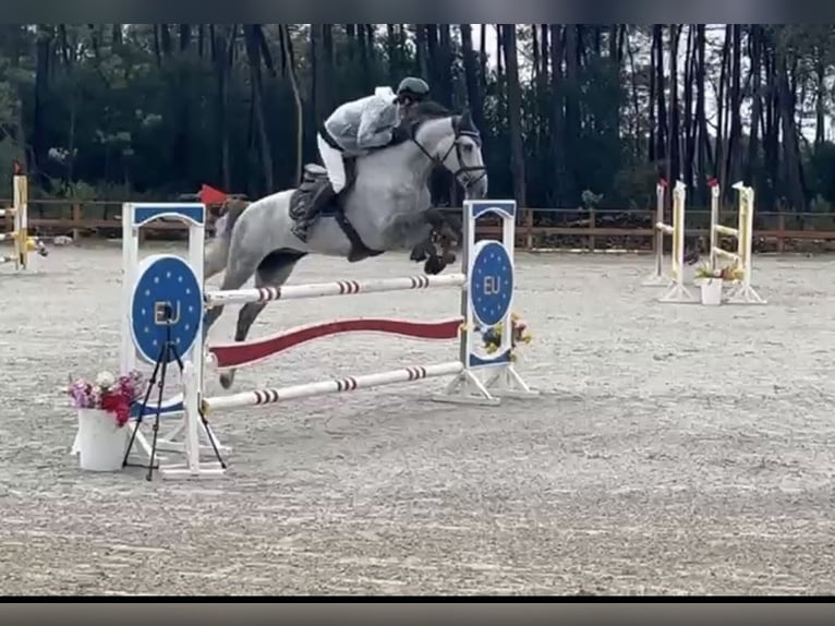 Spaans sportpaard Ruin 9 Jaar 165 cm Schimmel in Matosinhos