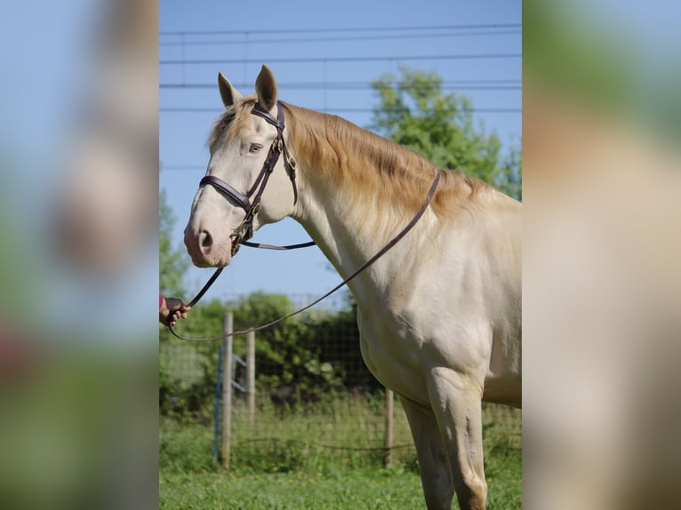 Spaans sportpaard Ruin 9 Jaar 170 cm Cremello in Portogruaro