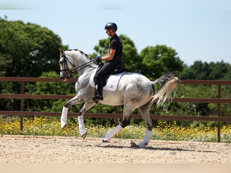 Spaans sportpaard Ruin 9 Jaar 170 cm Schimmel in Silleda (Casco Urbano)