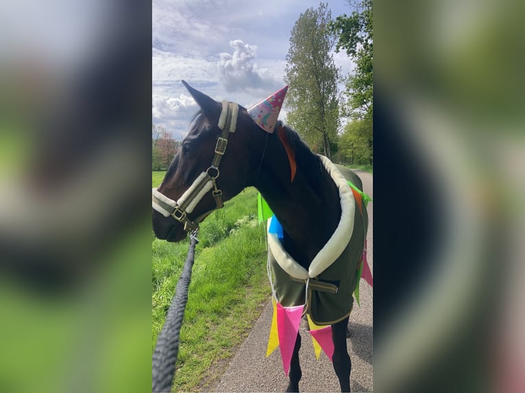 Spanisches Sportpferd Mix Hengst 12 Jahre 155 cm Dunkelbrauner in Oirschot