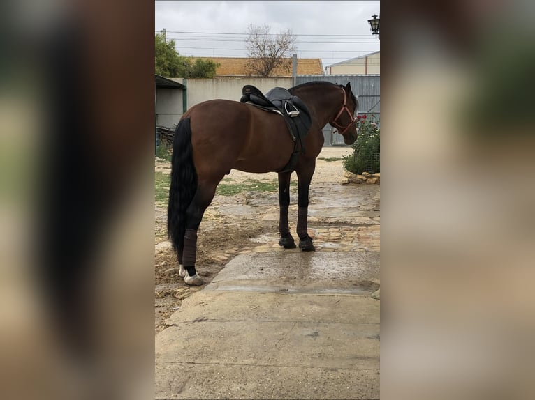 Spanisches Sportpferd Hengst 12 Jahre 162 cm Rotbrauner in Escacena Del Campo