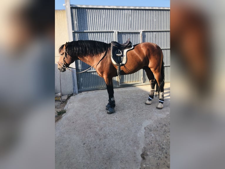 Spanisches Sportpferd Hengst 12 Jahre 162 cm Rotbrauner in Escacena Del Campo