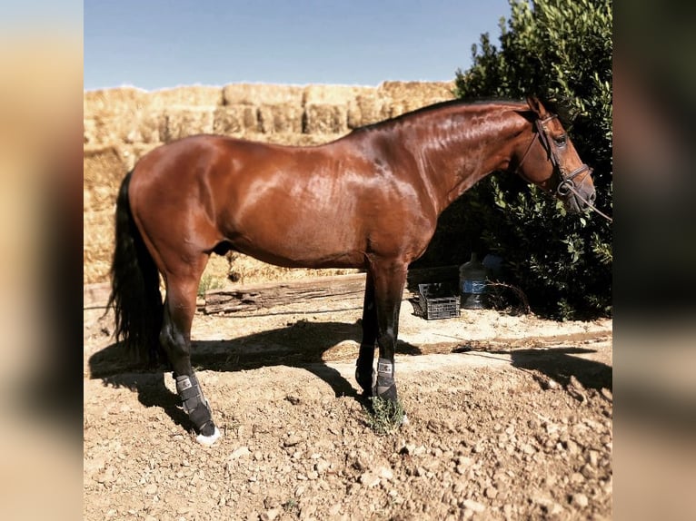 Spanisches Sportpferd Hengst 12 Jahre 162 cm Rotbrauner in Escacena Del Campo