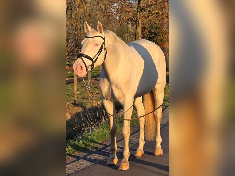 Spanisches Sportpferd Hengst 12 Jahre 168 cm Cremello in Someren