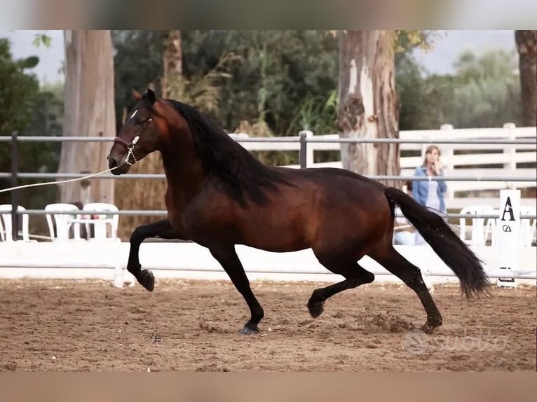 Spanisches Sportpferd Hengst 12 Jahre 173 cm Dunkelbrauner in Agrigento