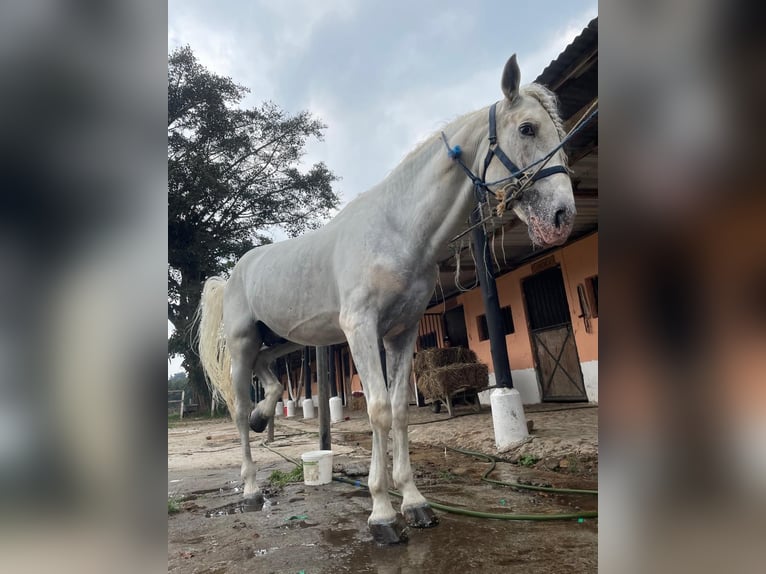 Spanisches Sportpferd Hengst 12 Jahre White in Guatemala City