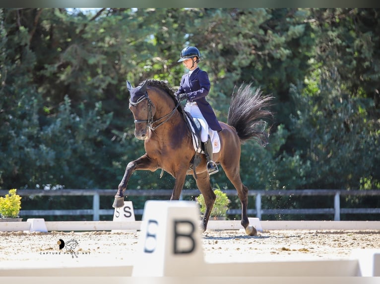 Spanisches Sportpferd Hengst 15 Jahre 166 cm Rappe in Lattes