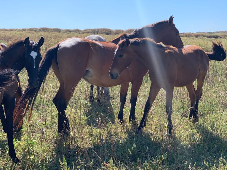 Spanisches Sportpferd Hengst 1 Jahr 120 cm Brauner in Bencarron (Utrera)