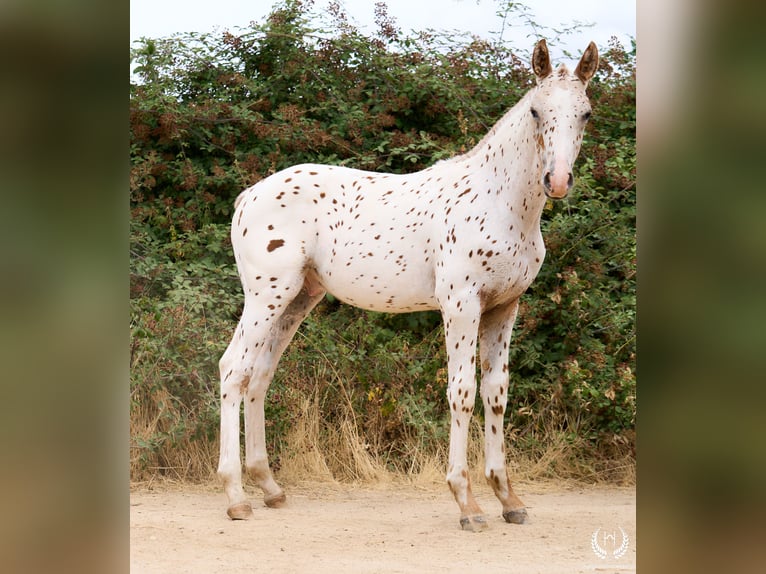 Spanisches Sportpferd Hengst 1 Jahr 150 cm Tigerschecke in Navalperal De Pinares
