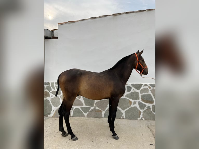 Spanisches Sportpferd Hengst 1 Jahr 151 cm Falbe in Pozoblanco