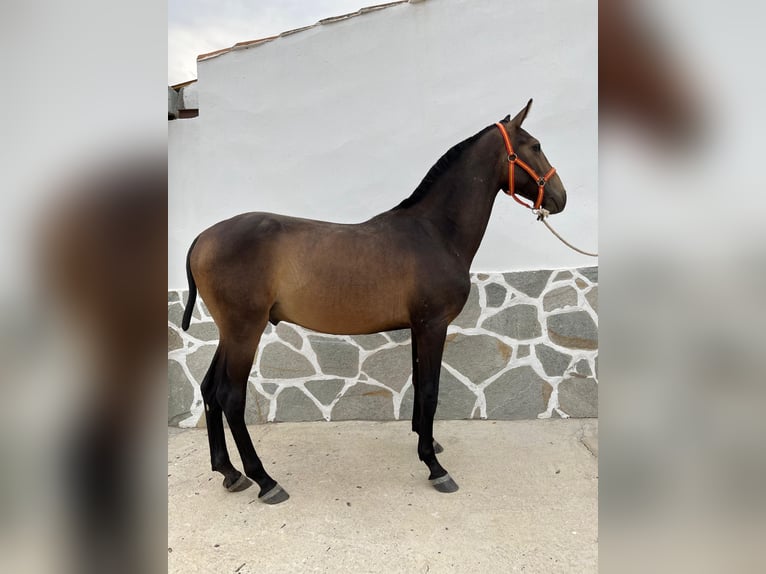 Spanisches Sportpferd Hengst 1 Jahr 151 cm Falbe in Pozoblanco