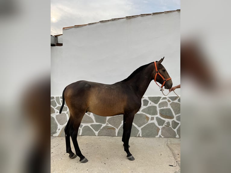 Spanisches Sportpferd Hengst 1 Jahr 151 cm Falbe in Pozoblanco