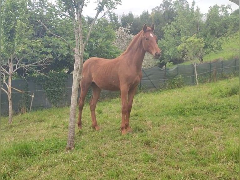 Spanisches Sportpferd Hengst 1 Jahr 154 cm Rotfuchs in Fontaciera