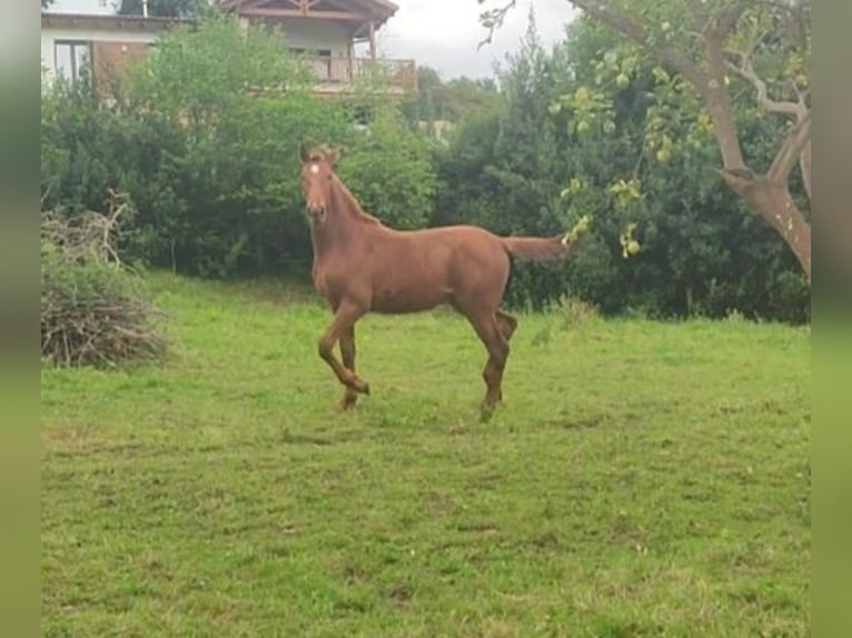 Spanisches Sportpferd Hengst 1 Jahr 154 cm Rotfuchs in Fontaciera