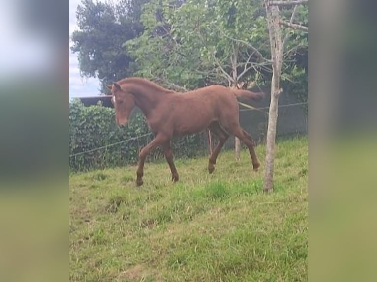 Spanisches Sportpferd Hengst 1 Jahr 154 cm Rotfuchs in Fontaciera
