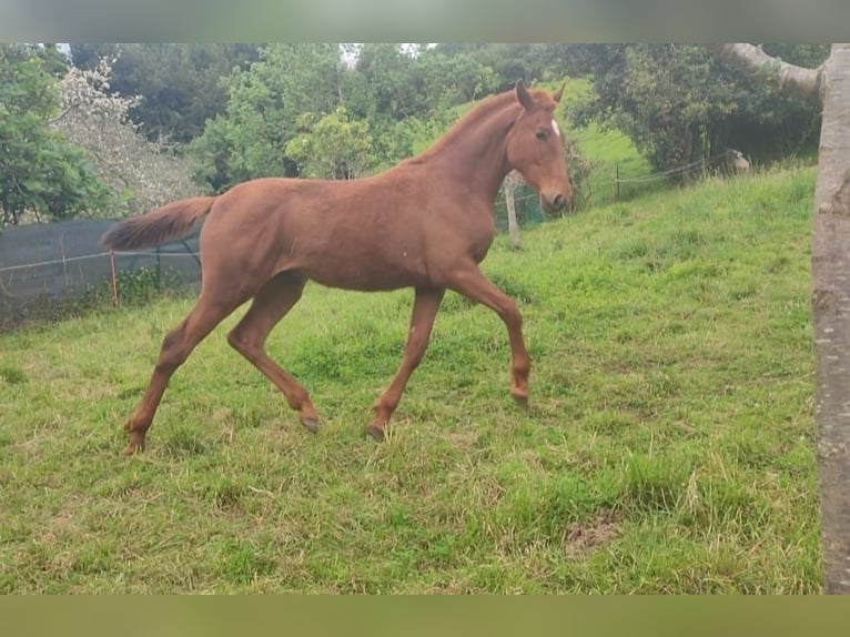 Spanisches Sportpferd Hengst 1 Jahr 154 cm Rotfuchs in Fontaciera