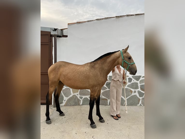 Spanisches Sportpferd Hengst 1 Jahr 157 cm Falbe in Pozoblanco