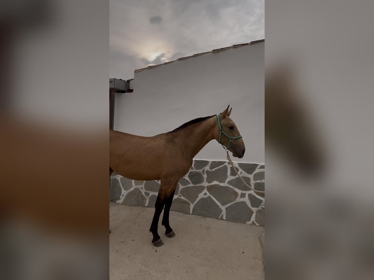 Spanisches Sportpferd Hengst 1 Jahr 157 cm Falbe in Pozoblanco
