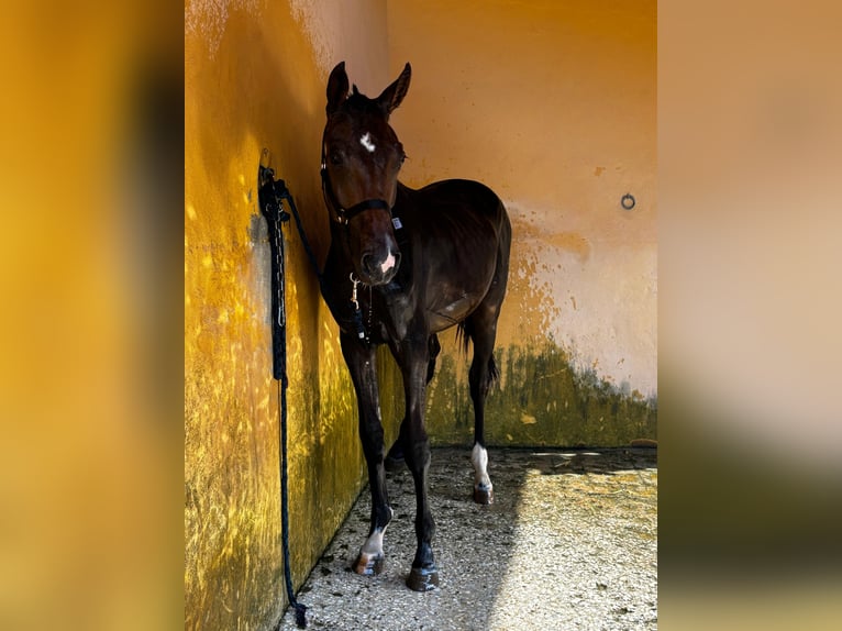Spanisches Sportpferd Hengst 1 Jahr 159 cm Dunkelbrauner in Fuengirola