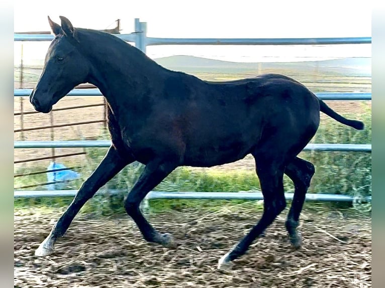 Spanisches Sportpferd Hengst 1 Jahr 165 cm Rappe in Bienvenida