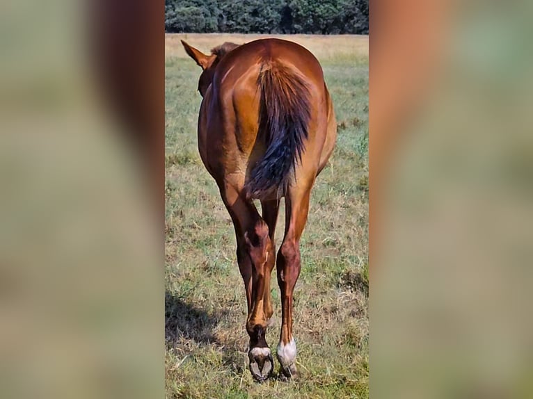 Spanisches Sportpferd Hengst 1 Jahr 167 cm Fuchs in Navalmoral De La Mata
