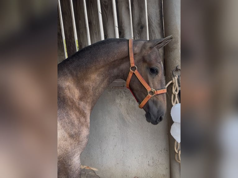 Spanisches Sportpferd Hengst 1 Jahr 167 cm Schimmel in Parets Del Valles