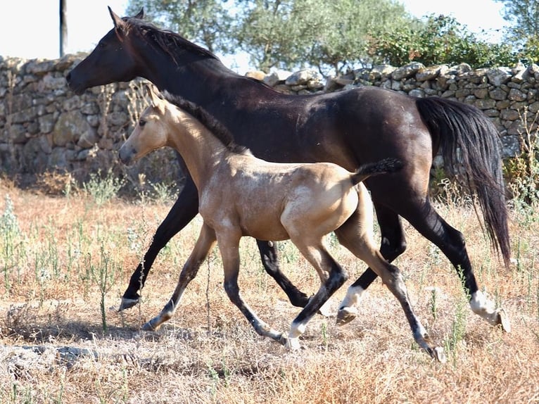 Spanisches Sportpferd Hengst 1 Jahr in NAVAS DEL MADRONO