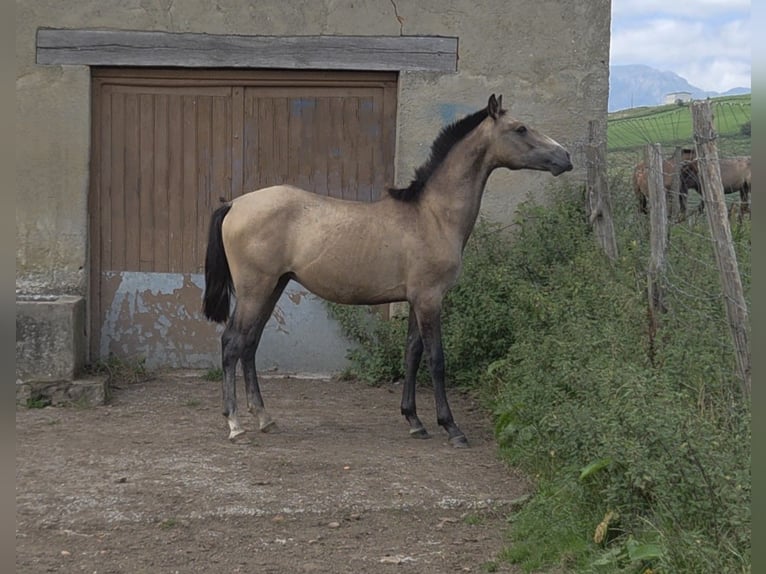 Spanisches Sportpferd Mix Hengst 1 Jahr Falbe in Salto Del Oso