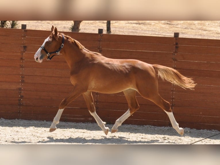 Spanisches Sportpferd Hengst 1 Jahr Fuchs in Madrid