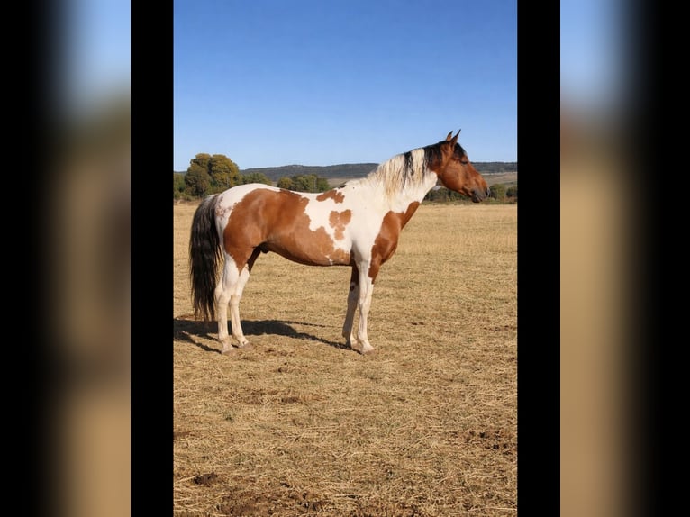 Spanisches Sportpferd Hengst 1 Jahr Schecke in Albacete