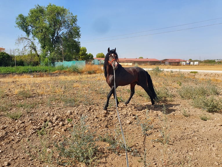 Spanisches Sportpferd Hengst 20 Jahre 170 cm Brauner in Velilla De San Antonio