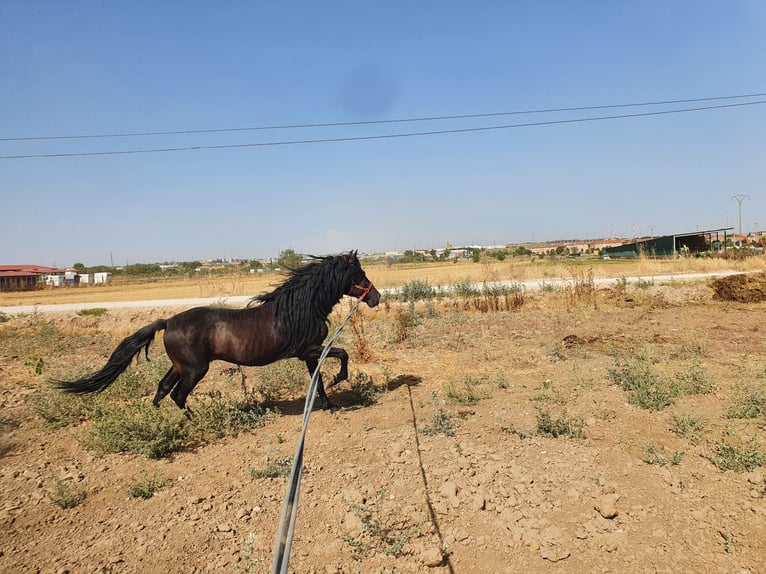 Spanisches Sportpferd Hengst 20 Jahre 170 cm Brauner in Velilla De San Antonio
